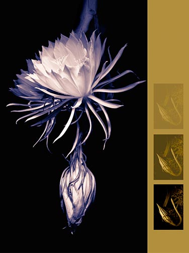 Night Blooming Cereus by Vallarie Enriquez